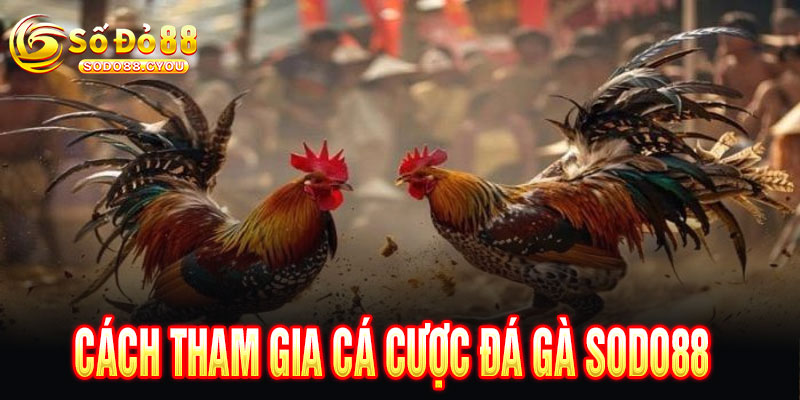 Đá Gà Sodo88